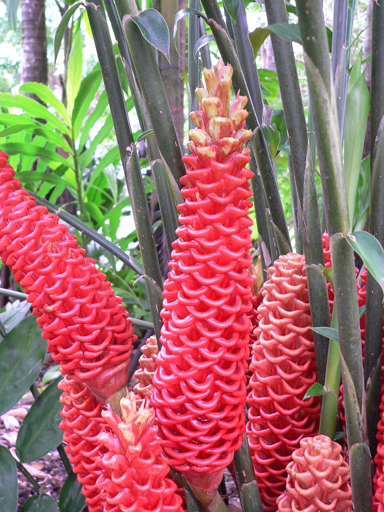 098 Cairns Botanic Gardens.jpg